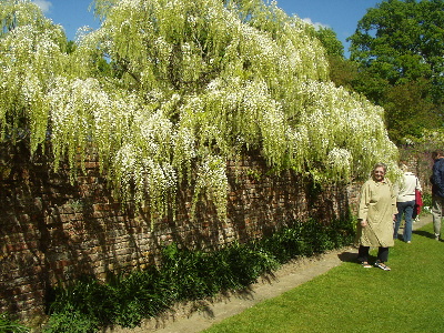 Sissinghurst 19