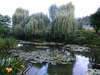 Monet's Garten 72